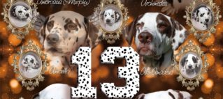 Unser A-Wurf wird 13 Jahre alt!