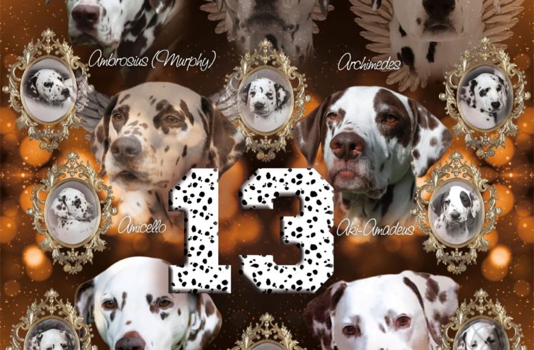 Unser A-Wurf wird 13 Jahre alt!