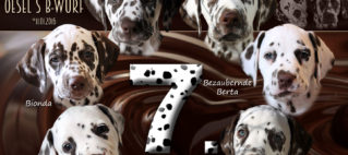 Unser B-Wurf feiert den 7. Wurftag