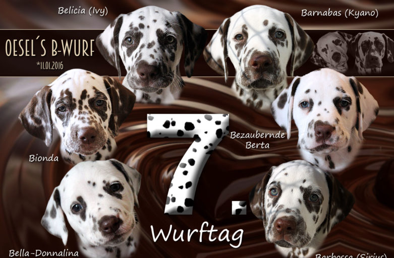 Unser B-Wurf feiert den 7. Wurftag