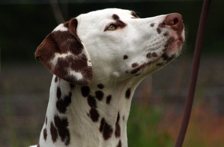 Oesel’s Alana à la Carte – „Lana“