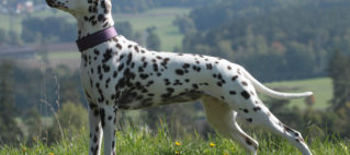 Viva’s Ergebnisse sind da!